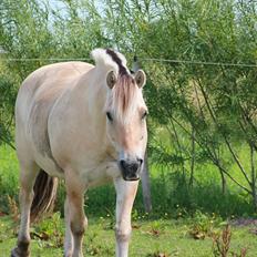 Fjordhest Felix