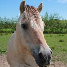 Fjordhest Felix