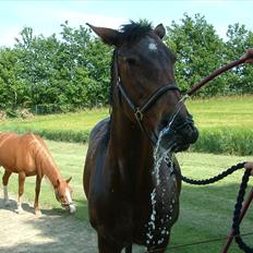 Knabstrupper : Coco's Dynamite | ~ Min Gamle Dame ~