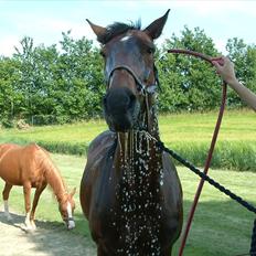 Knabstrupper : Coco's Dynamite | ~ Min Gamle Dame ~