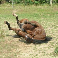 Knabstrupper : Coco's Dynamite | ~ Min Gamle Dame ~