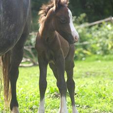 Welsh Partbred (Sec F)  Lyngdals Womanizer 