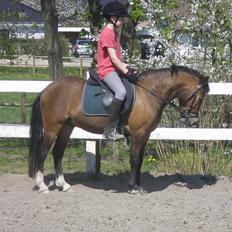 Welsh Pony af Cob-type (sec C) LL. Lundsgårds Jeppe