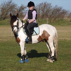 Anden særlig race Mr. Blue<3