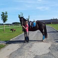 Dansk Varmblod Faustino *SOLGT*