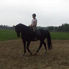 Dansk Varmblod Faustino *SOLGT*