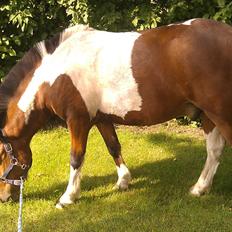 Anden særlig race Jolly<3<3 *-: [min pony]