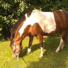 Anden særlig race Jolly<3<3 *-: [min pony]