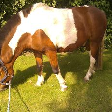 Anden særlig race Jolly<3<3 *-: [min pony]