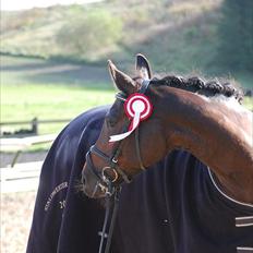 Anden særlig race SWEET WONDER ~ solgt.