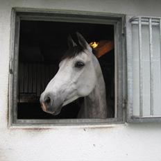 Anden særlig race Milano 