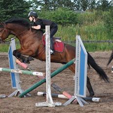 Anden særlig race Santos