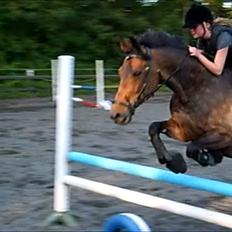 Anden særlig race Liva the Diva *R.I.P.*