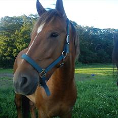 Anden særlig race Lukas Kashmir