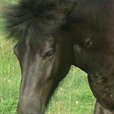 Islænder Dimma *Min Mor's*