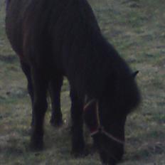 Islænder Dimma *Min Mor's*