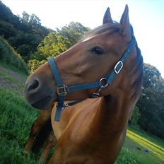 Anden særlig race Lukas Kashmir