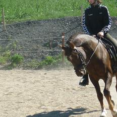 Welsh Partbred (Sec F) Fiango W