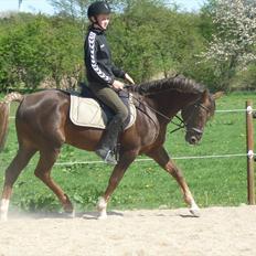 Welsh Partbred (Sec F) Fiango W
