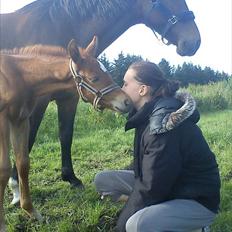 Dansk Varmblod Tøsen