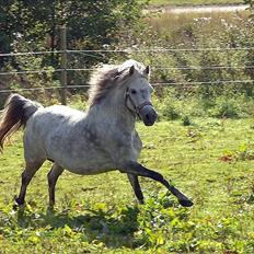 Welsh Mountain (sec A) Fifi