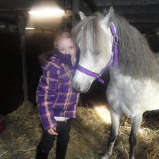 Welsh Mountain (sec A) Fifi