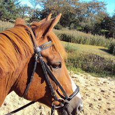 Anden særlig race Corrado