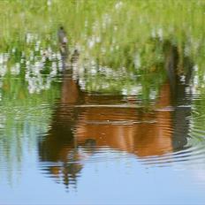 Arabisk fuldblod (OX) Til Minde om MVA Prince Vayu ox