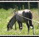 Welsh Partbred (Sec F)  Lyngdals Womanizer 