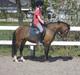 Welsh Pony af Cob-type (sec C) LL. Lundsgårds Jeppe
