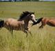 Welsh Pony af Cob-type (sec C) Fanny af Sønderbo
