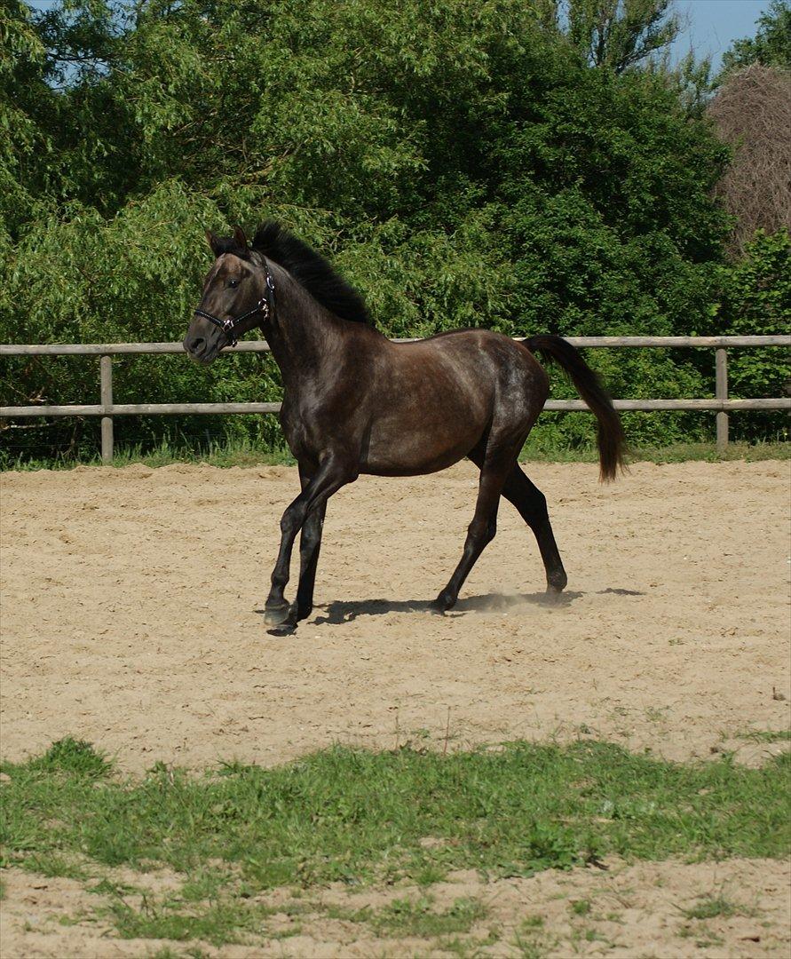 Anglo Araber (AA) Butterhill's Mon Chameur billede 4