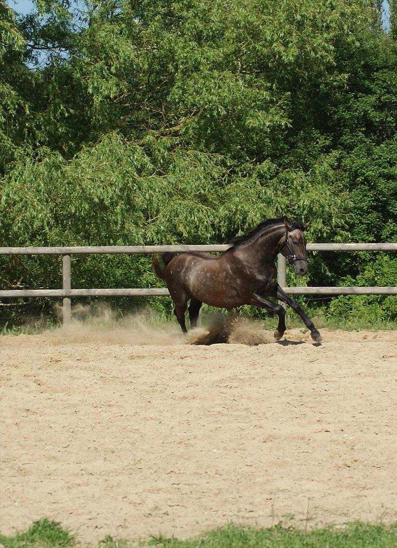 Anglo Araber (AA) Butterhill's Mon Chameur billede 6