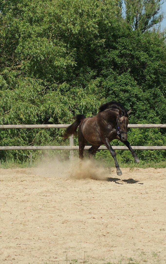 Anglo Araber (AA) Butterhill's Mon Chameur billede 5