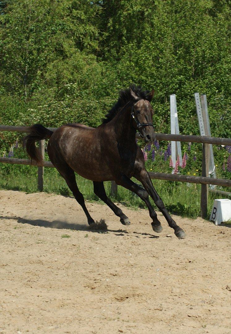 Anglo Araber (AA) Butterhill's Mon Chameur billede 3