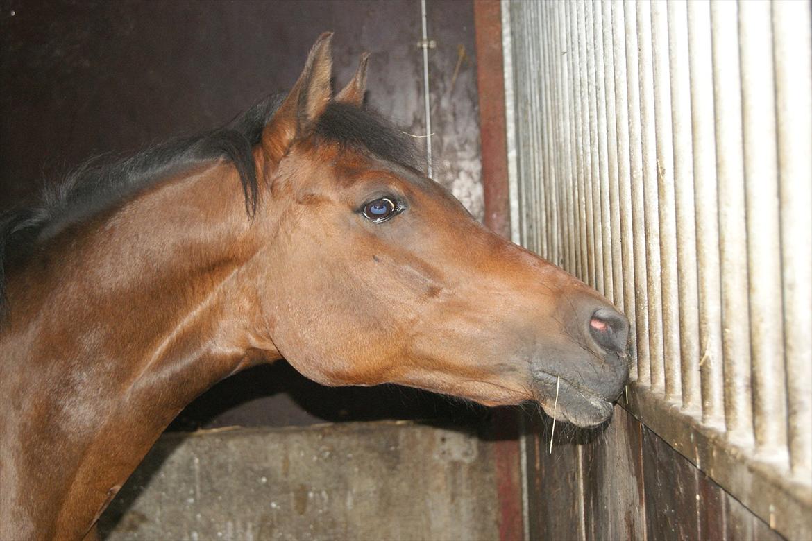 Anden særlig race Anja - Anja hilser på heste ved siden af!:-)
(Foto: Mig) billede 1