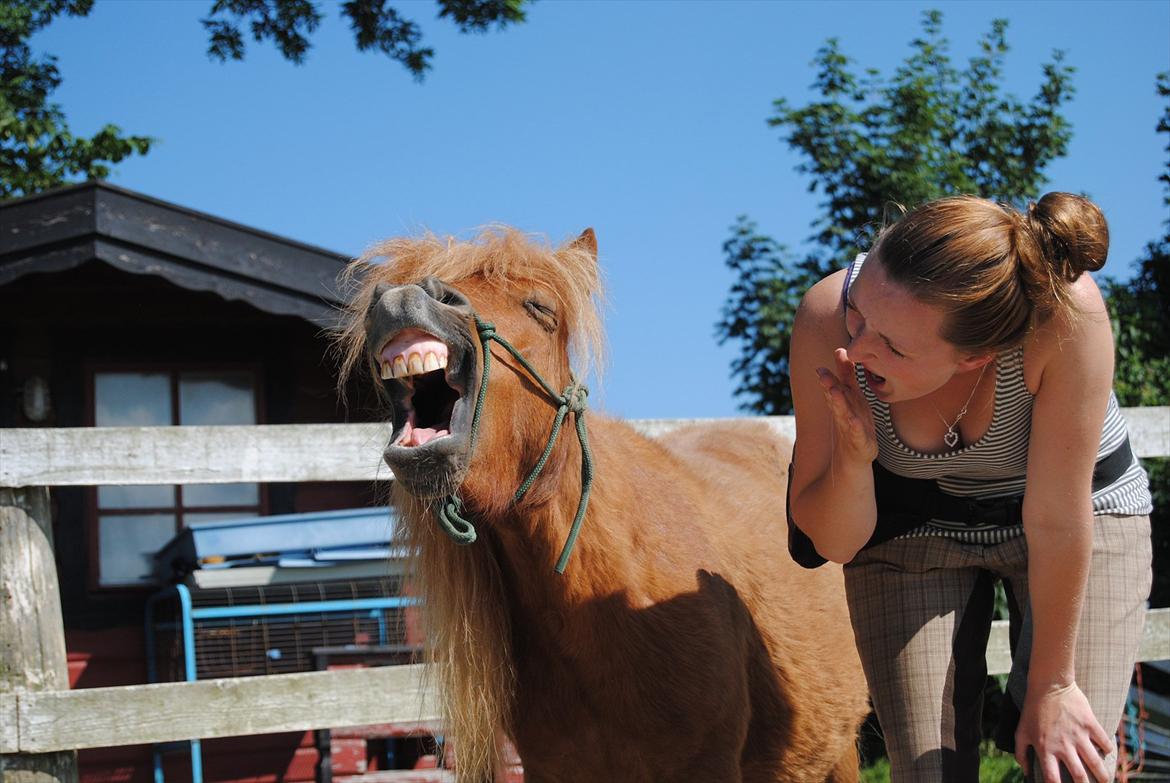 Shetlænder Sofus billede 5