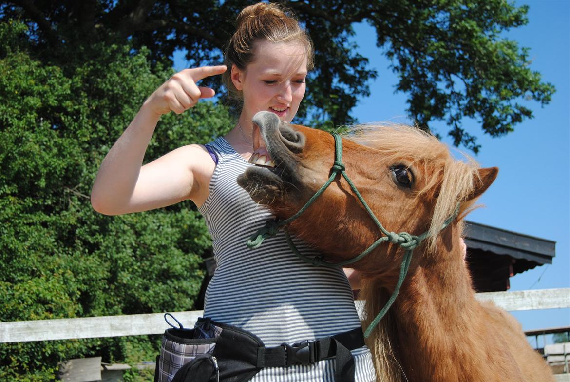 Shetlænder Sofus billede 6