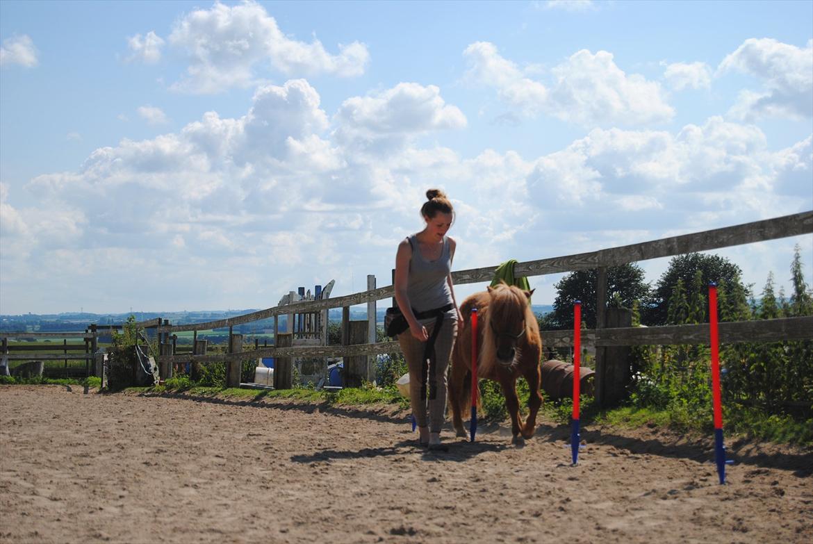 Shetlænder Sofus billede 7