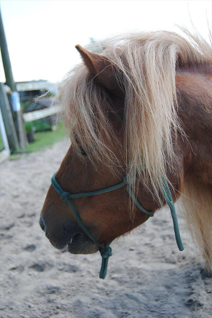 Shetlænder Sofus billede 8
