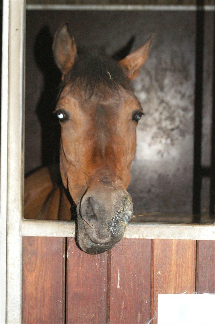Anden særlig race Anja - Anja den seje!
(Foto - Mig) billede 12
