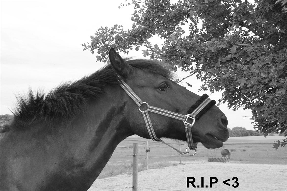 Anden særlig race | CHOPIN. billede 1