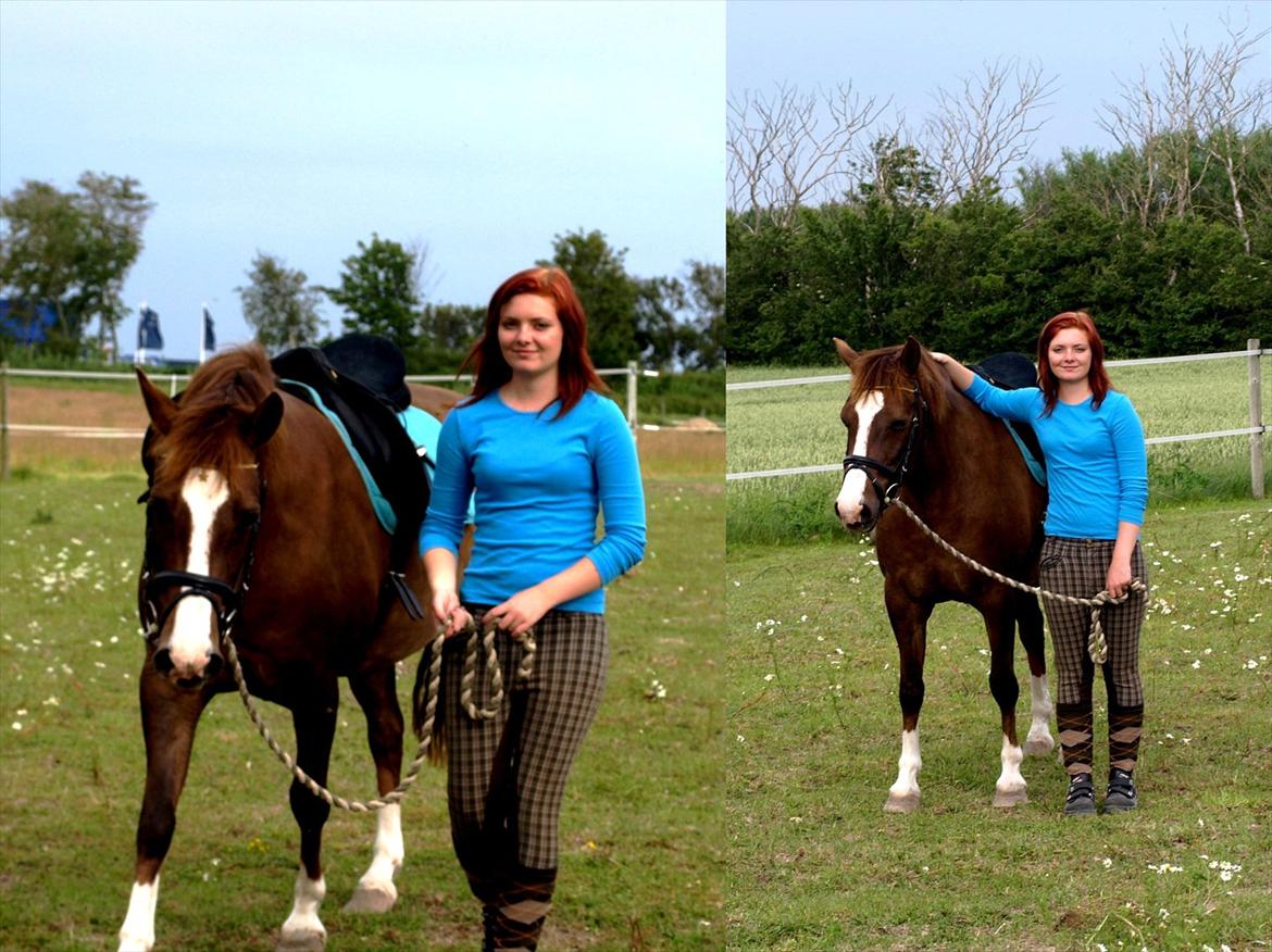 DSP Holstegårds Dixie Bell  - Bær over med min hængerøv og grimme udstilling og se på den flotte pony :) billede 7
