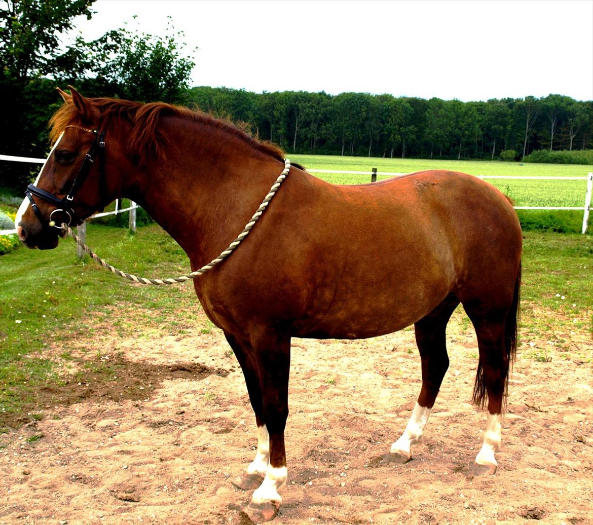 DSP Holstegårds Dixie Bell  - Dixie efter et års voksepause. billede 19