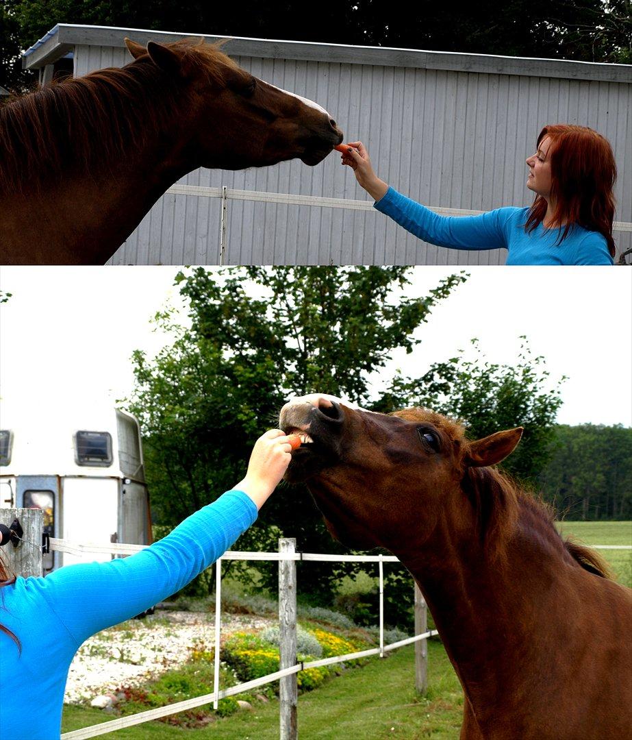 DSP Holstegårds Dixie Bell  - 05-07-11 - vi er grimme, men vi hygger :)  billede 12