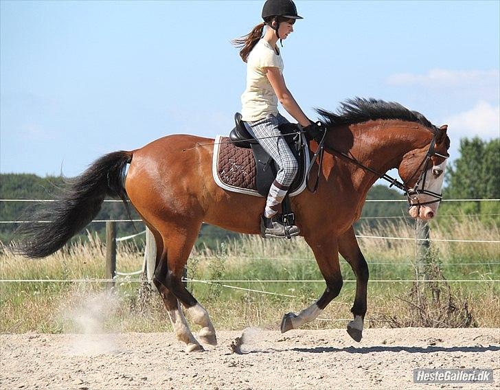 Anden særlig race Roos.Casillero Del Diablo - Opvarmning til spring :-) d. 5/7 2011 :-) billede 18