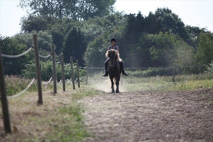 Islænder Næmi fra Ravnekrogen - Skeifa Juniorlejr 2011. Foto: Mette Olesen billede 3