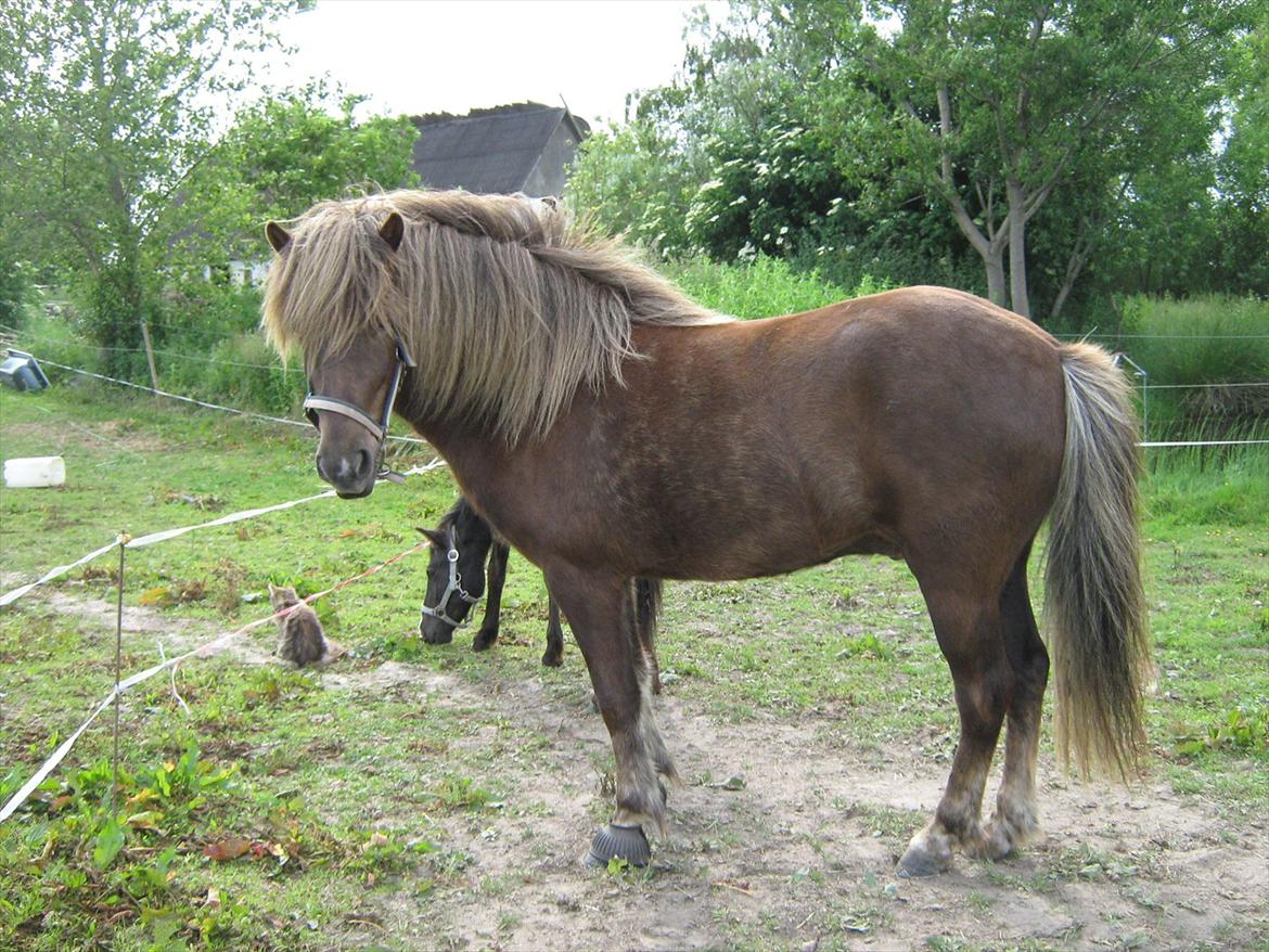 Islænder Næmi fra Ravnekrogen billede 6
