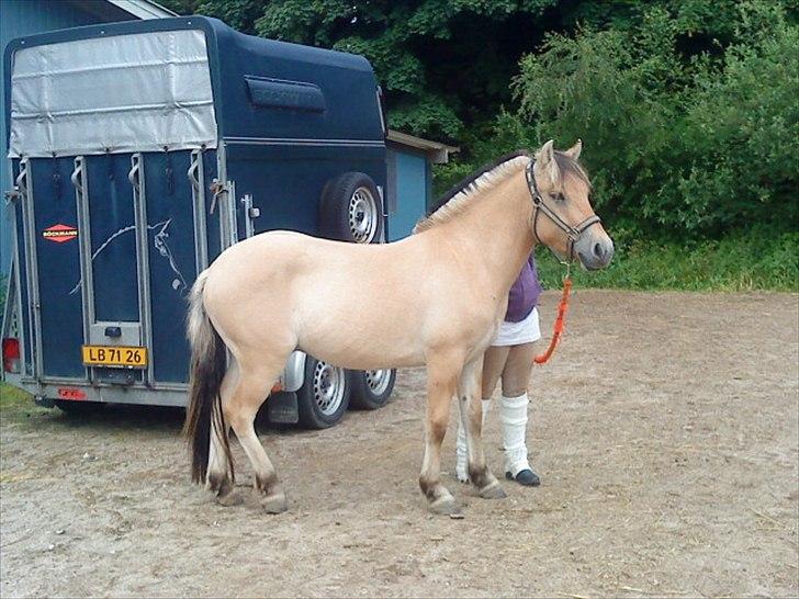 Anden særlig race Rex Yellow star billede 1