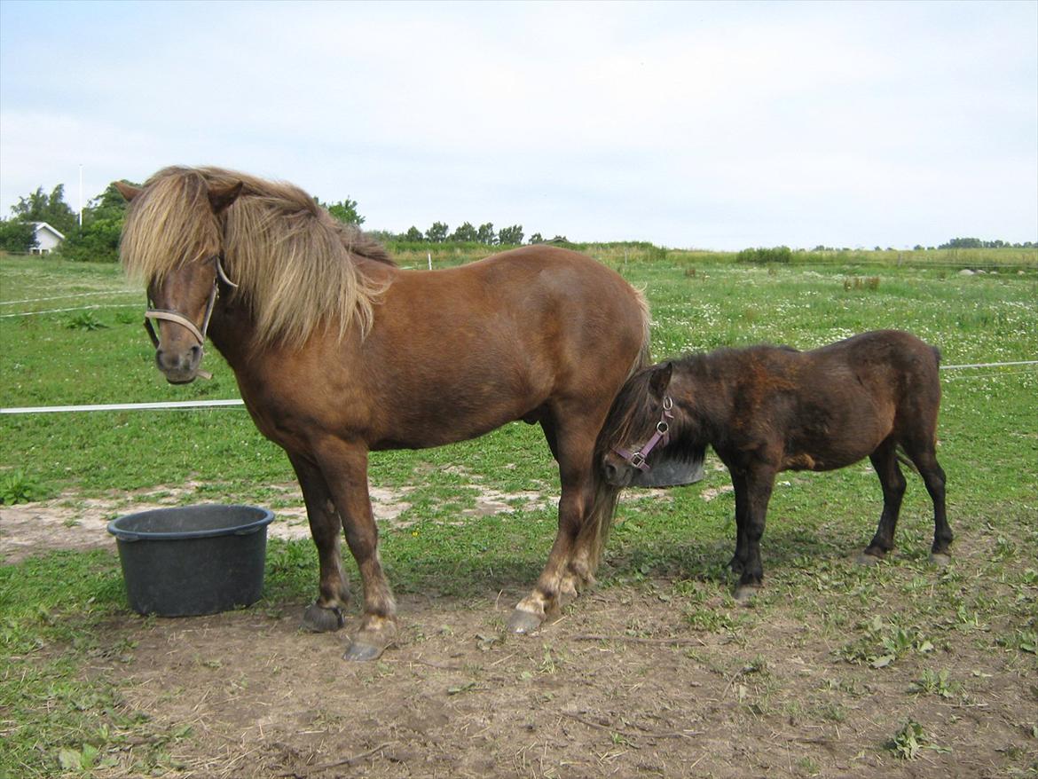 Islænder Næmi fra Ravnekrogen billede 7
